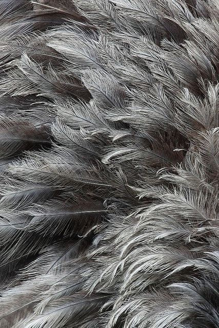 Feather gray 🪶