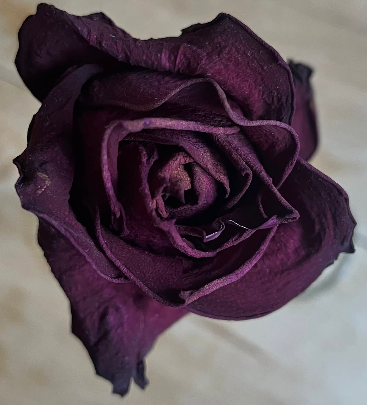 Vintage Rose 🥀